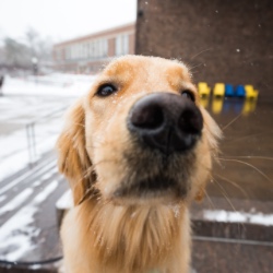 关闭 up of a therapy dog’s nose on the University of Rochester river campus. 